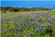 Field of Bluebonnets