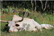 Longhorn Sleeping