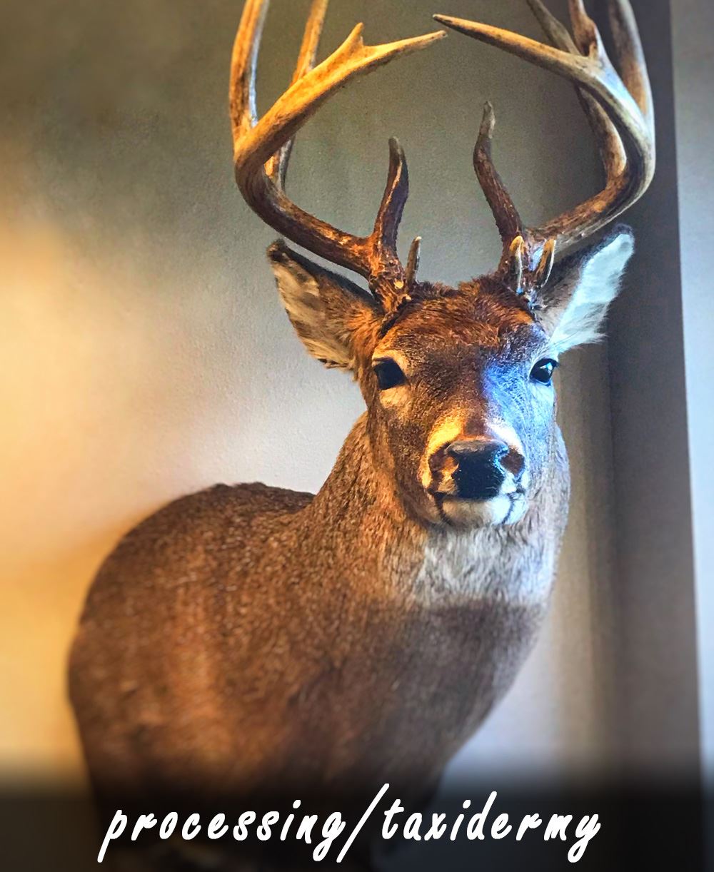 Image of a Mounted Deer