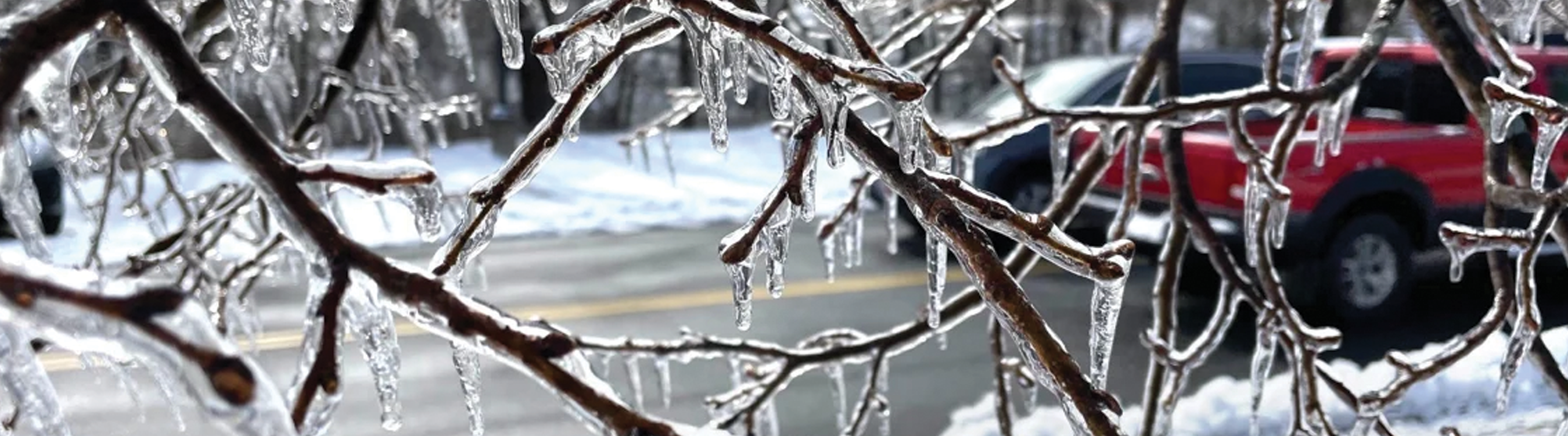 Image of Ice on Twigs & Branches Over a Snowy Driveway Banner