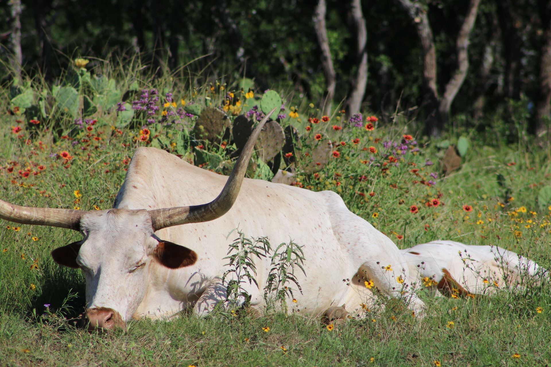 Longhorn Sleeping