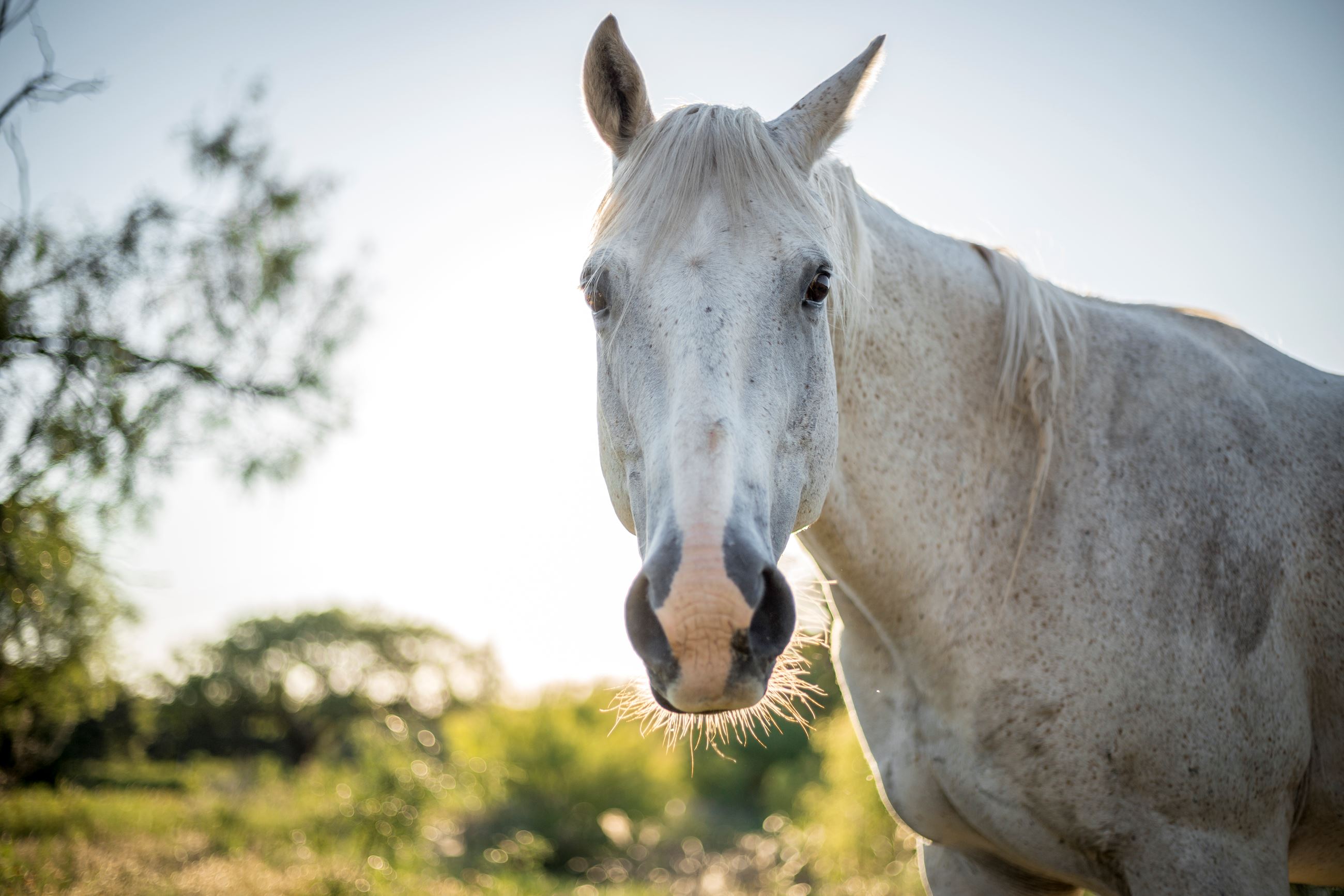 Horse Portrait