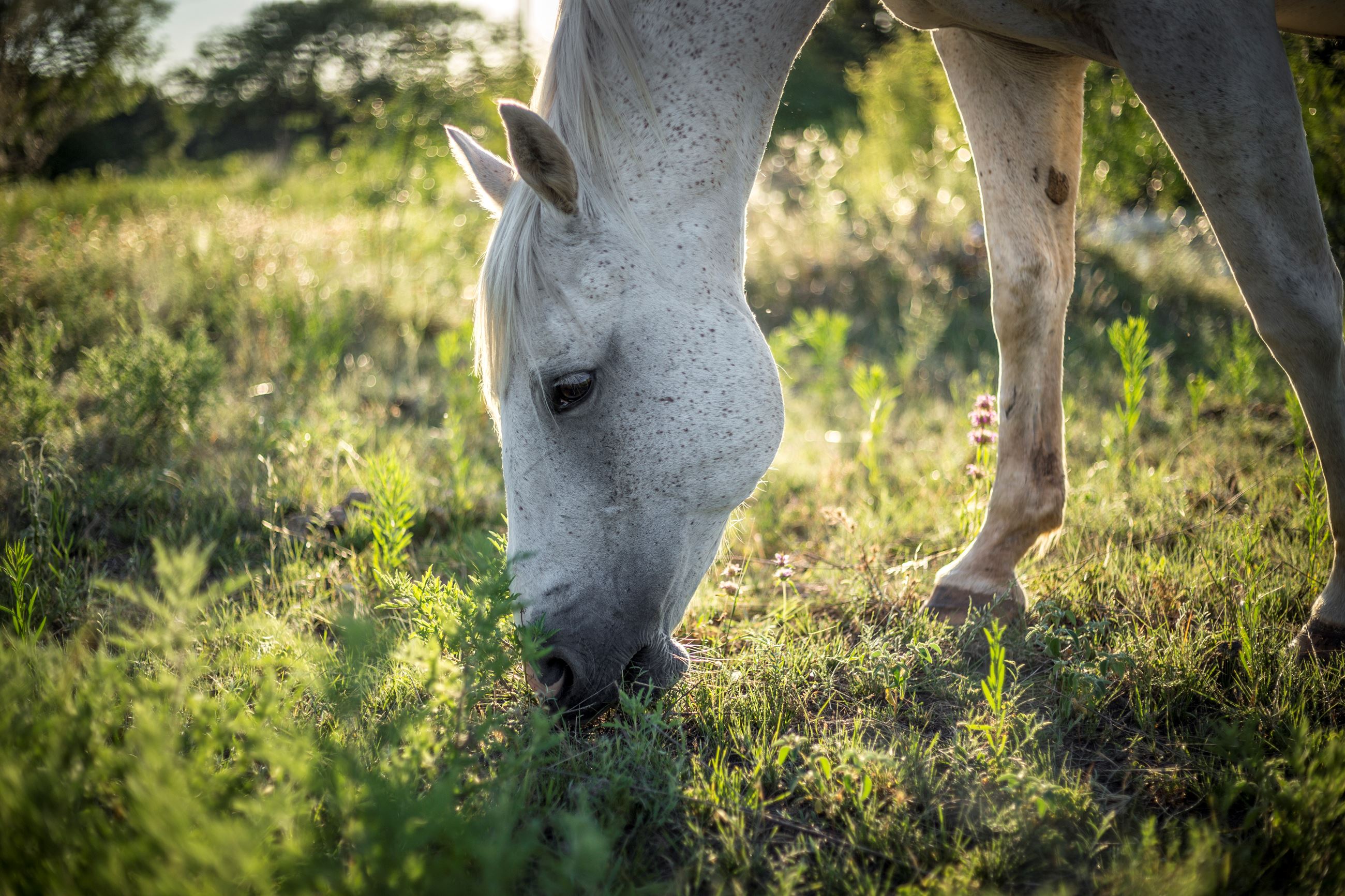 Horse Grazing