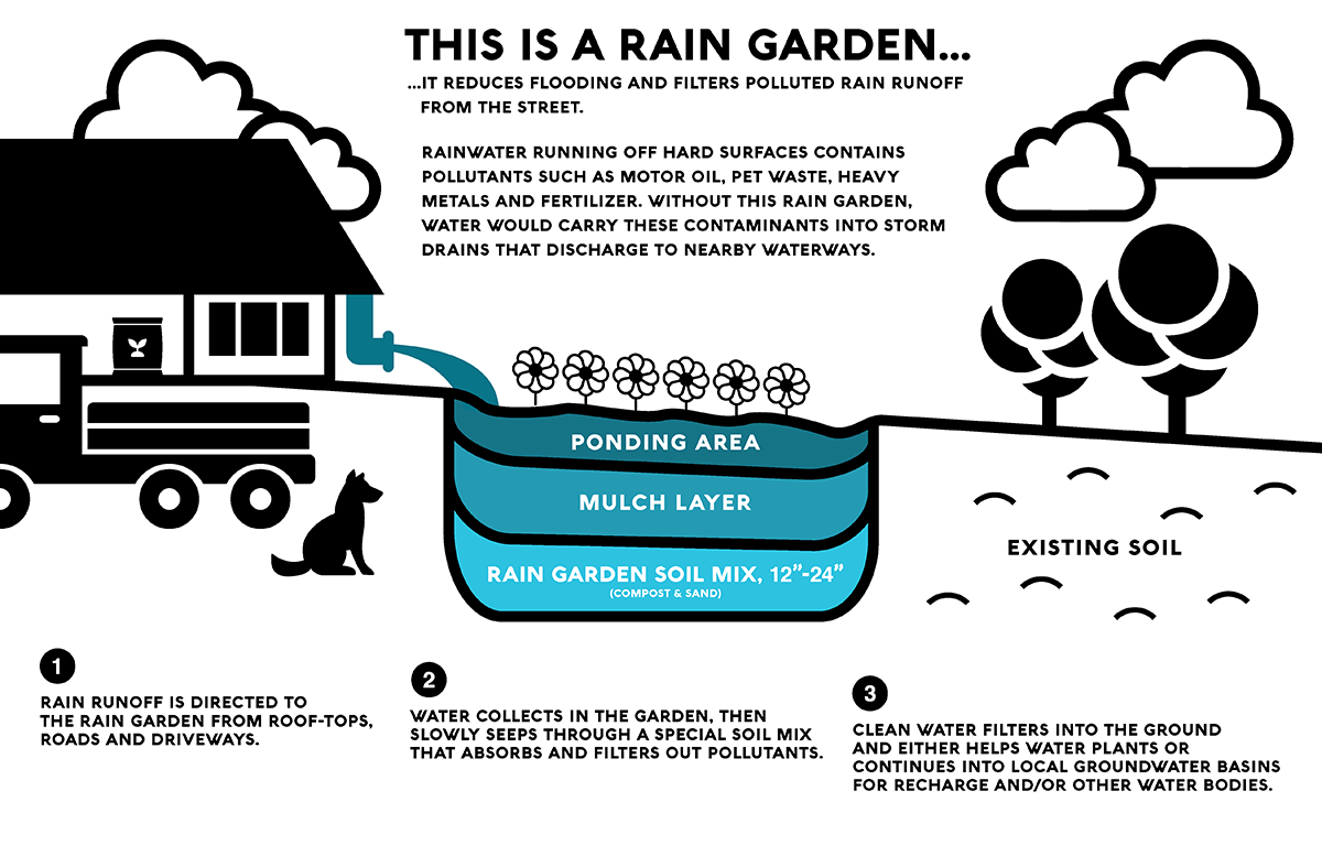 Image of a Rain Garden Infographic